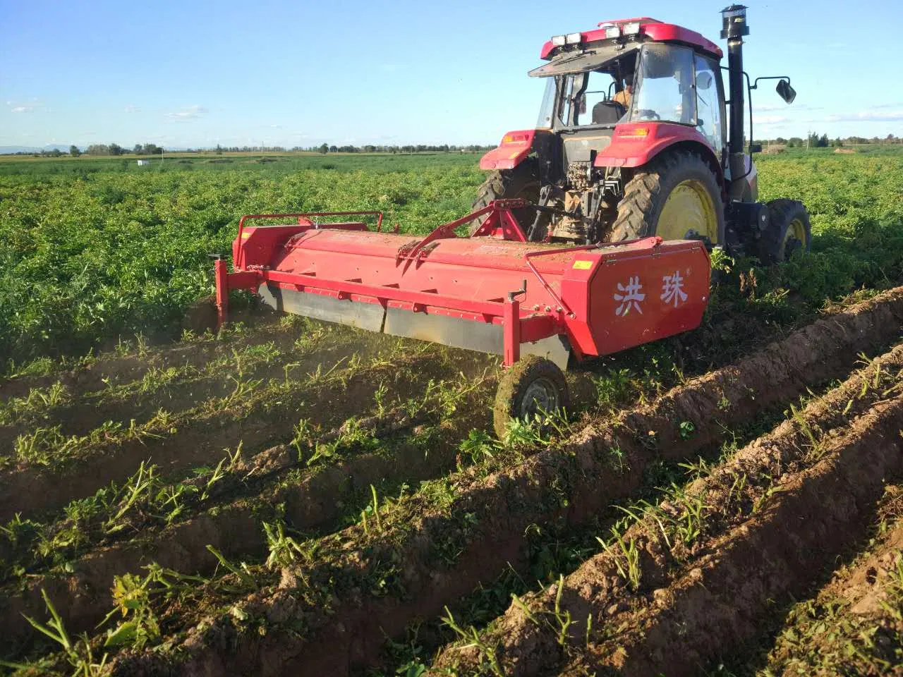 Heavy-Duty Potato Seedling Tool for Clay Soil Cultivation
