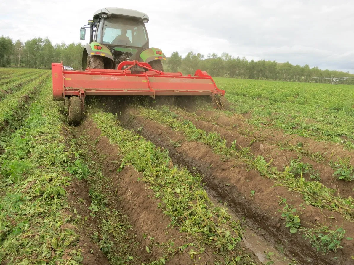 Heavy-Duty Potato Seedling Tool for Clay Soil Cultivation