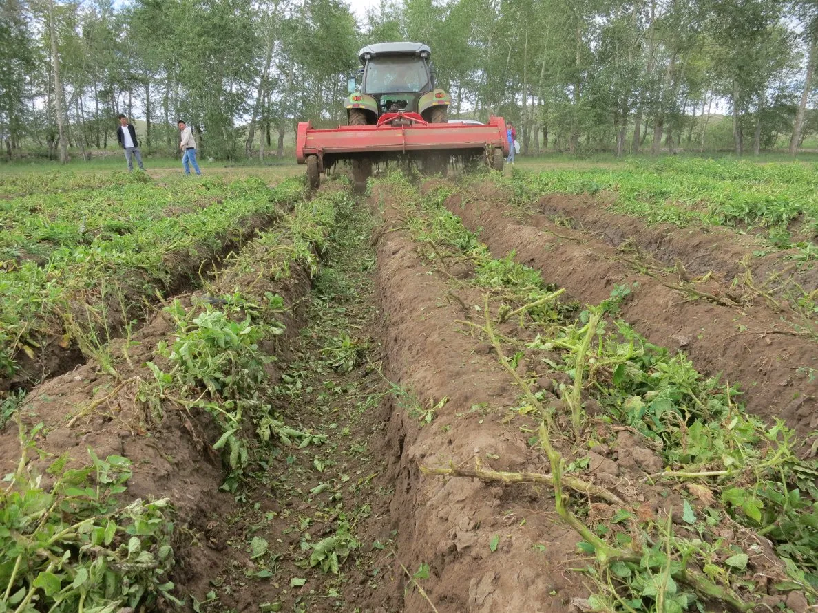 Heavy-Duty Potato Seedling Tool for Clay Soil Cultivation
