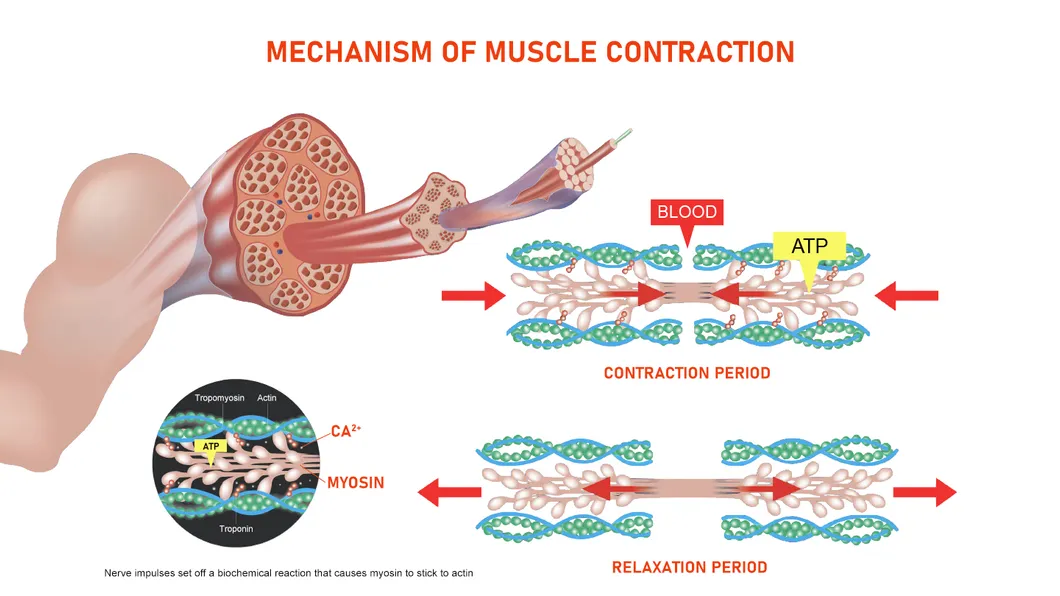 Muscle Adaptation
