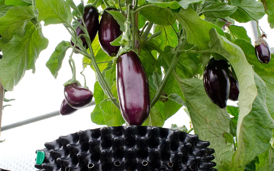 Seedling Grow Container