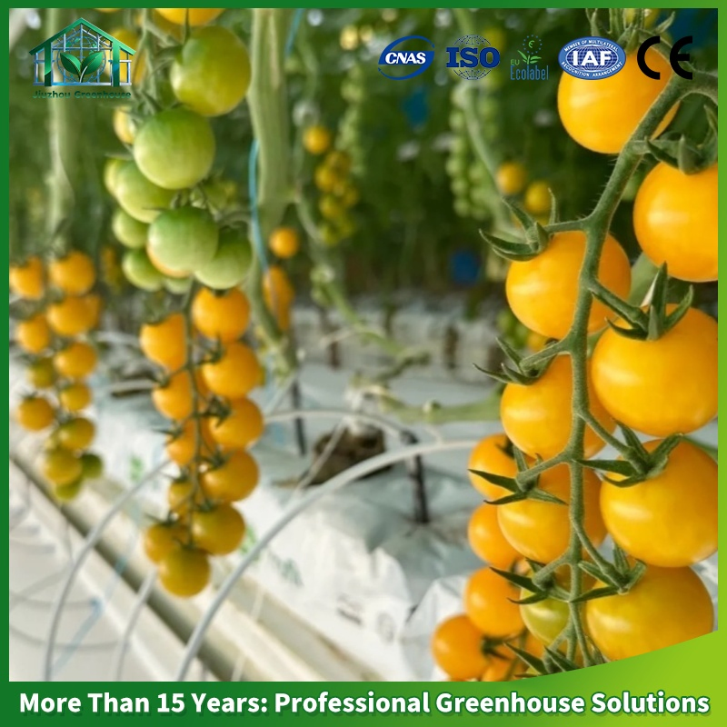 Multi-Span Polycarbonate Greenhouse PC Sheet Hot DIP Galvanized Steel Frame Commercial Vegetable Flower Fruit Nursery Hydroponic Agriculture Farm