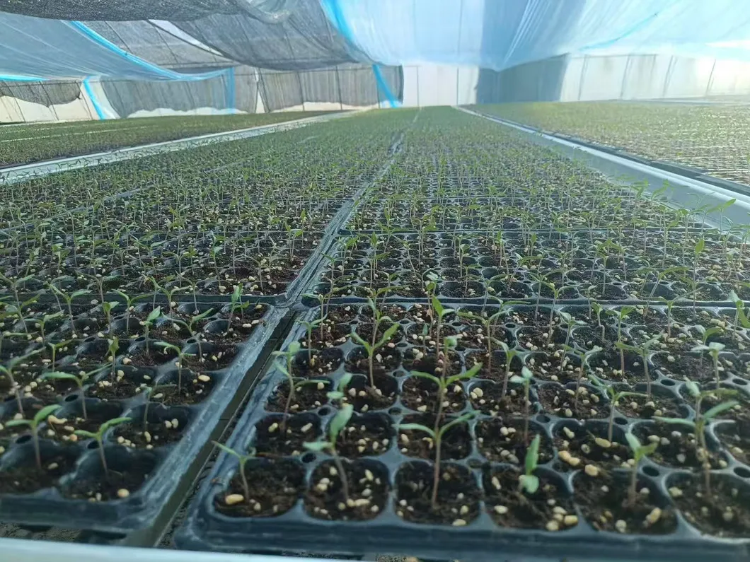 Plastic Nursery Tray