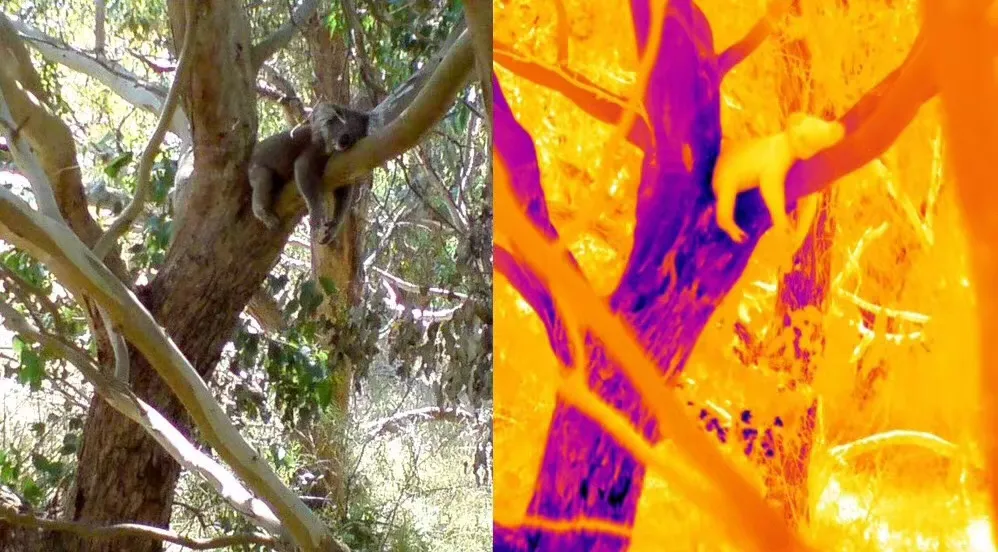 Azure 256*192 Infrared Camera Module