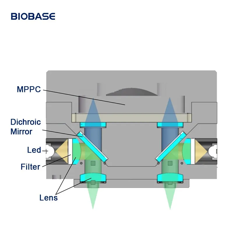 PCR Detection Analysis