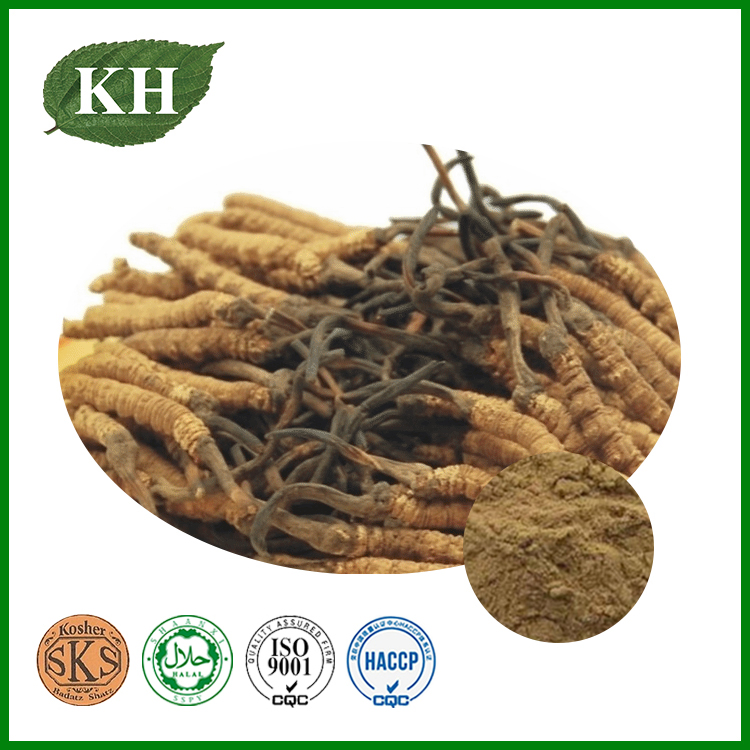 Extrato de Cordyceps 20%, 30% Polissacarídeos por UV