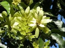 Extrato de Planta Alimento Saudável Astilbin 80%/Engelhardtia Extrato de Roxburghiana Antioxidante Extrato de Folha de Engelhardia