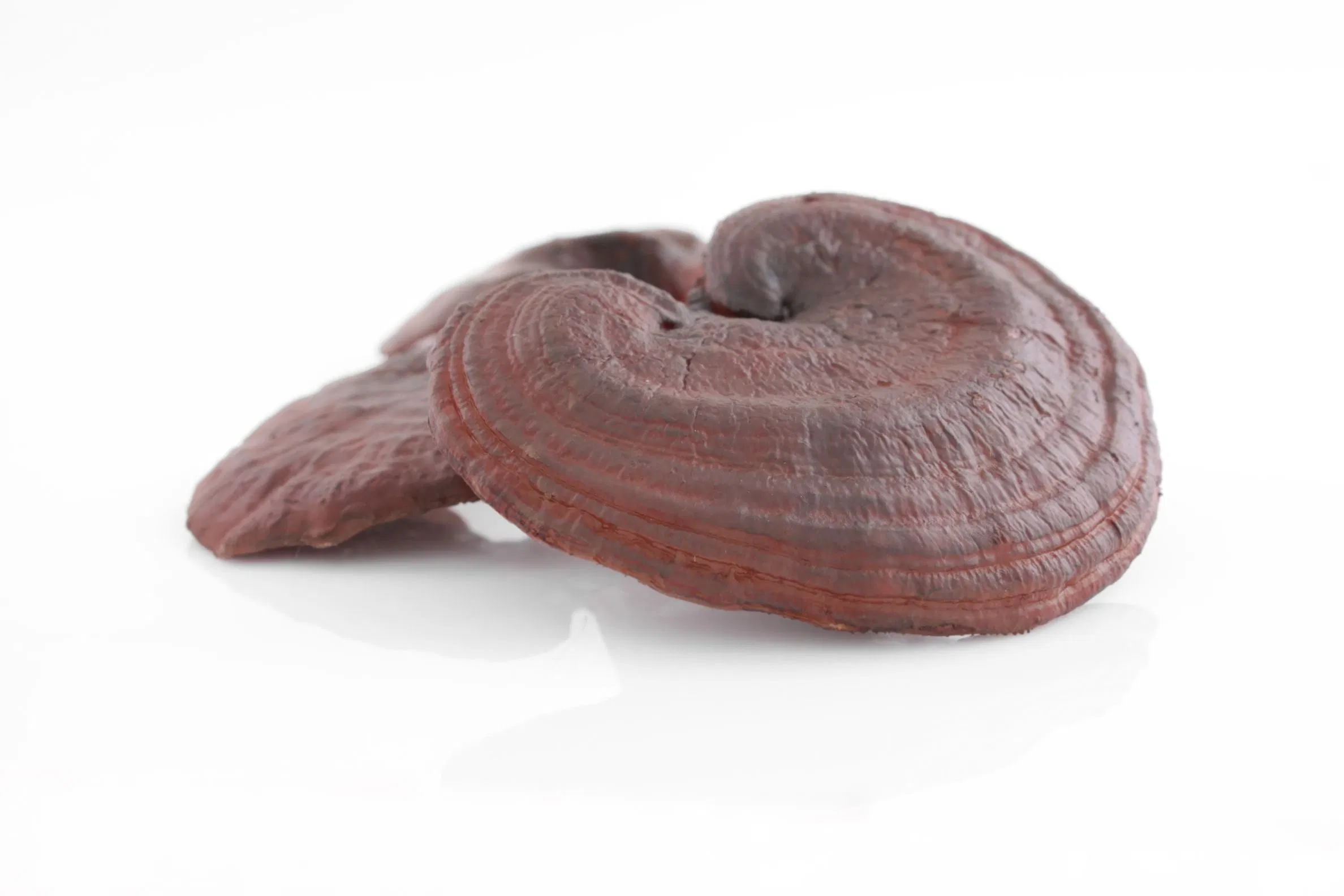Extrato de Cogumelo Reishi para Antitumor usado em Suplemento Diário
