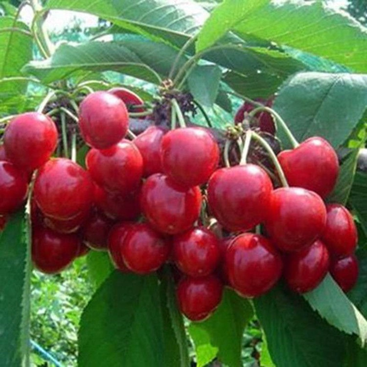 Vitamina C Natural do Extrato de Cereja Acerola
