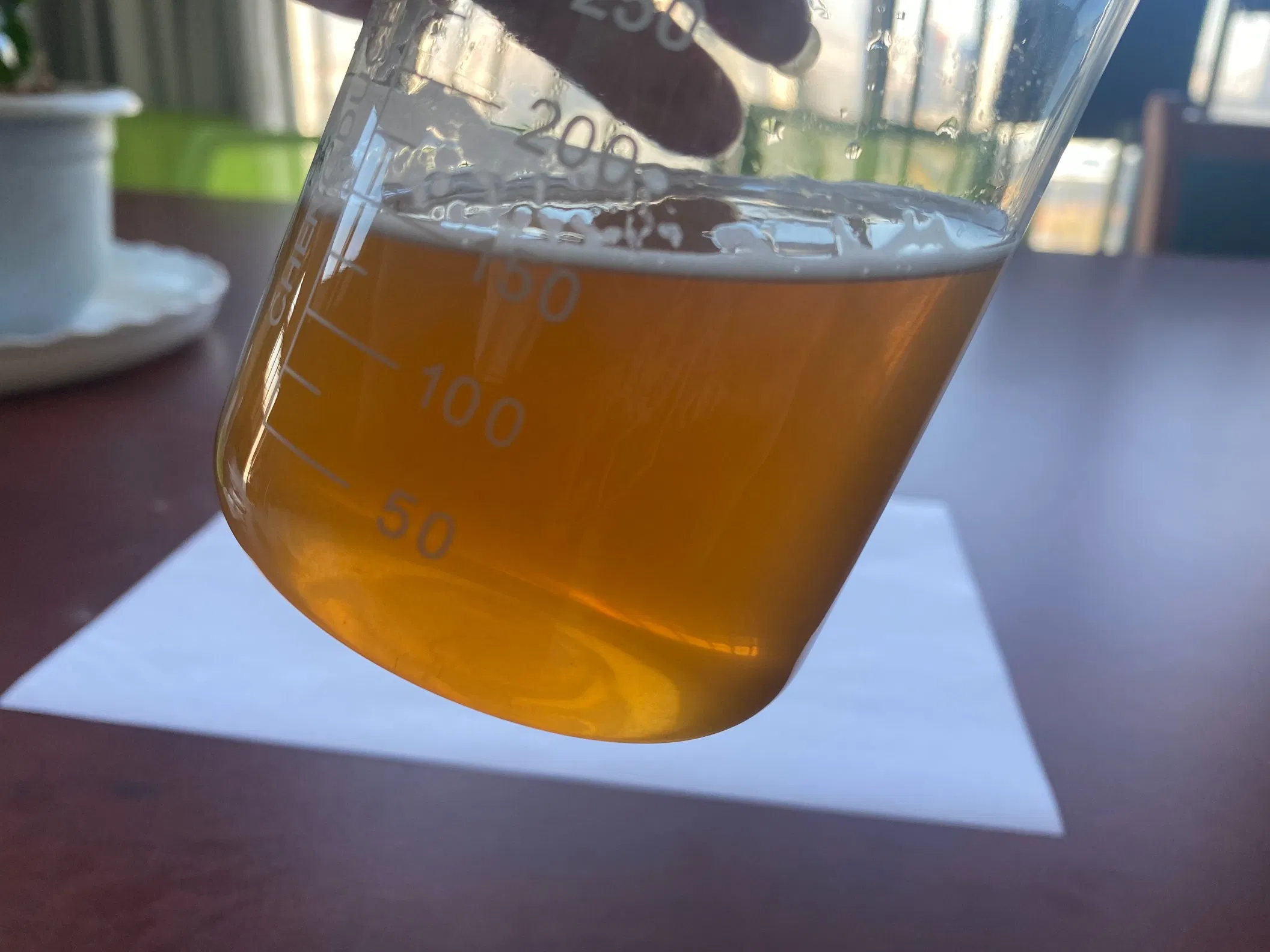Pó de Extrato de Planta Pó de Folha de Sabugueiro Antioxidante Natural Aumentar