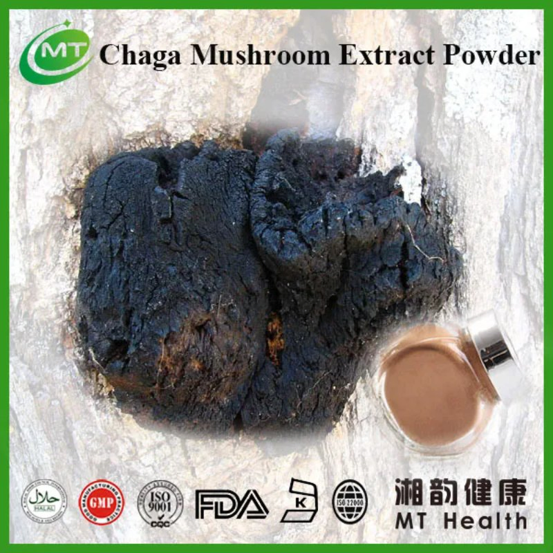 Extrato de Cogumelo Chaga Inonotus Obliquus Preço em Bulk Pó de Chaga Puro