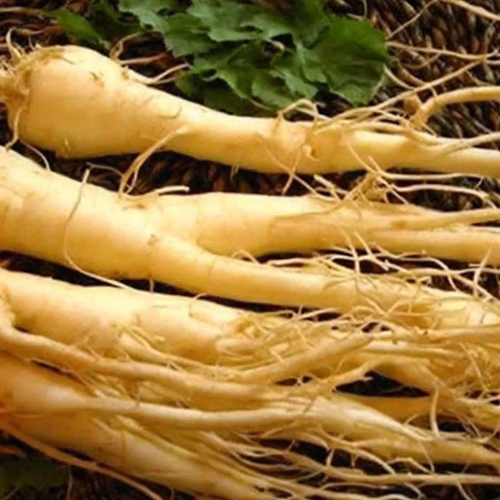 Extrato de Panax Ginseng