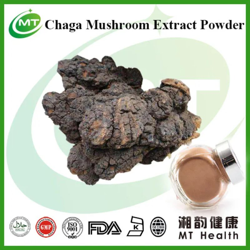Extrato de Cogumelo Chaga Inonotus Obliquus Preço em Bulk Pó de Chaga Puro