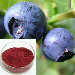 Extrato de Planta Natural Extrato de Mirtilo 10%~25% Antocianidinas (UV-VIS) Antioxidante Fornecimento de Fábrica