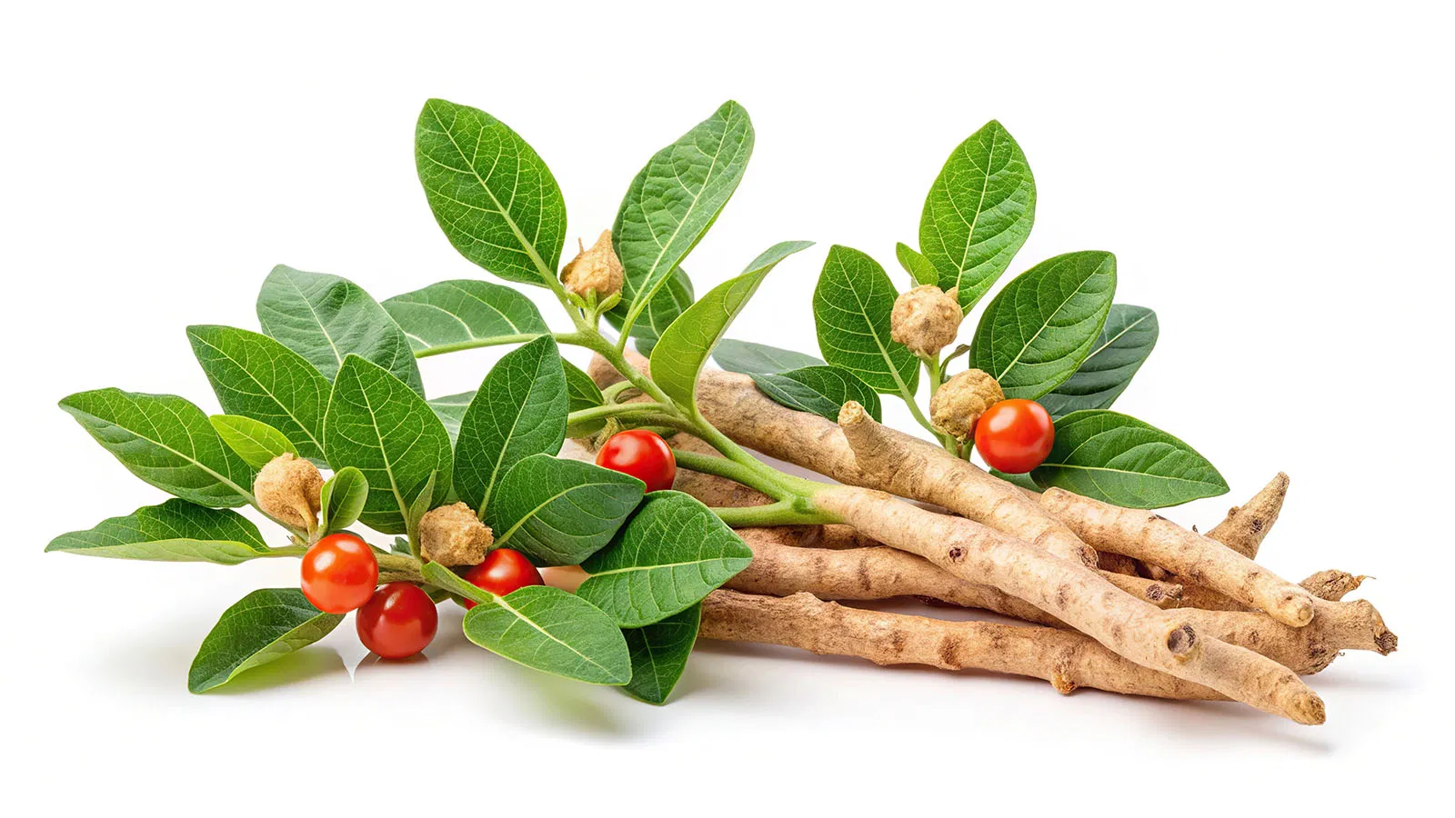 Extrato de Ashwagandha - Alívio Natural do Estresse e Extrato de Planta Adaptogênica para Suplementos, Alimentos Funcionais e Cosméticos
