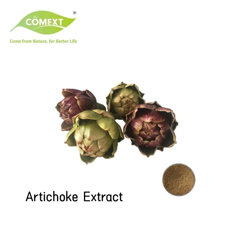 Extrato Natural de Planta Pó de Folha de Alcachofra Extrato de Alcachofra Pó de Cynara Scolymus