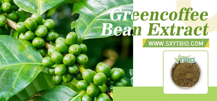 Suplementos Nutricionais de Alta Qualidade Extrato de Grão de Café Verde 50% Ácido Clorogênico