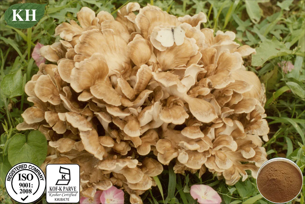 Extrato de Grifola Frondosa Extrato de Cogumelo Maitake Polissacarídeos