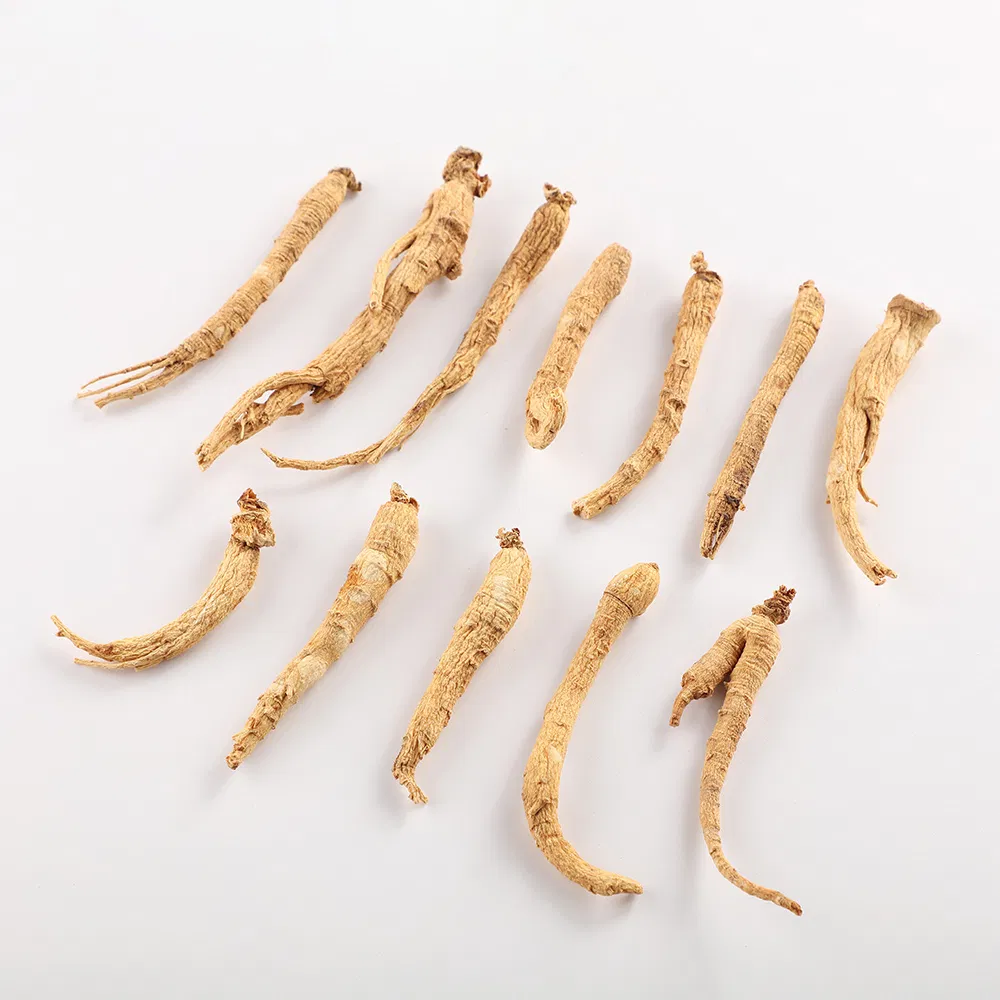 Melhor Preço Extrato de Raiz de Ginseng Panax Orgânico Premium - Amostra Grátis Baixa Quantidade Mínima de Pedido