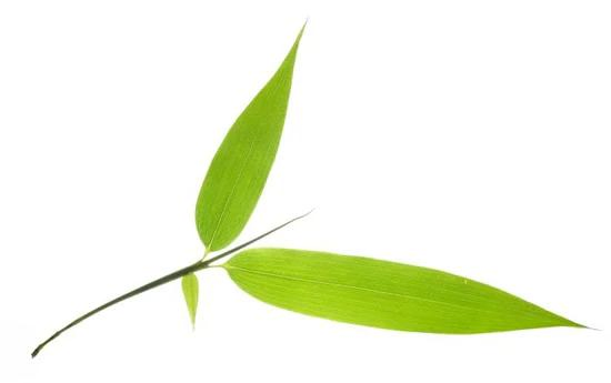 Suplemento Alimentar para Aves de Criação Bem-Estar Mundial Flavonoides de Folha de Bambu 20% 70%/Bamboo Pó de Extrato de Folha de Bambu
