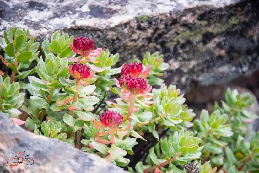 Extrato de Rhodiola Rosea 3% Salidrosídeo Alívio do Estresse e Foco