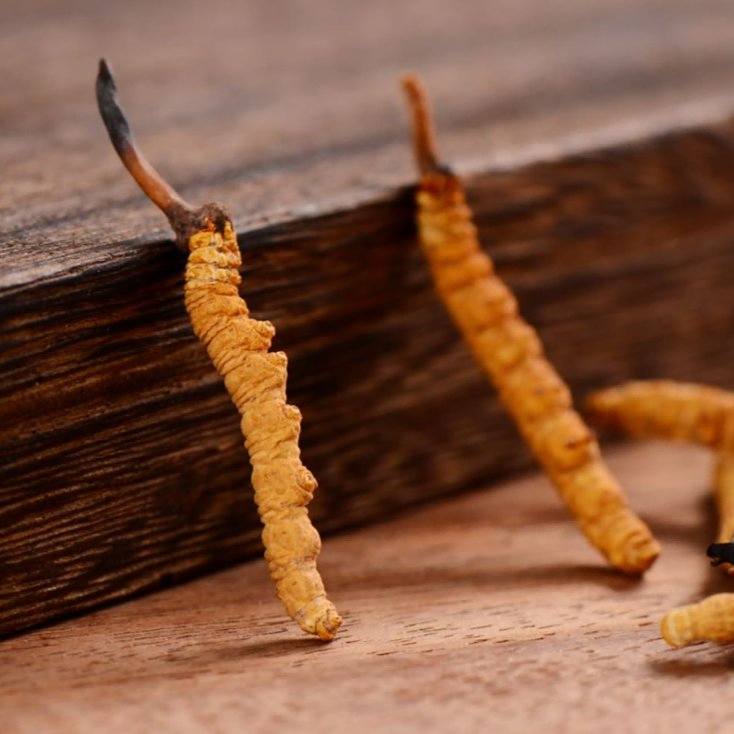 Cápsula de Extrato de Cogumelo Cordyceps Premium Suplemento de Saúde para Aumento da Imunidade
