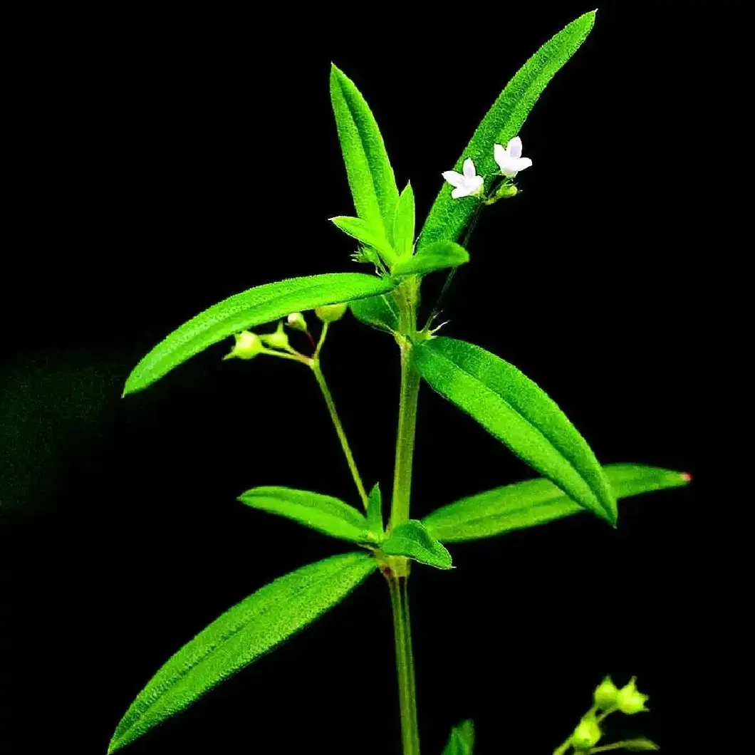 Oldenlandia diffusa