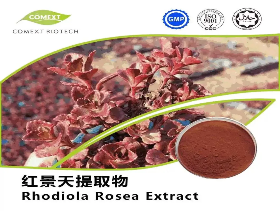Amostra Grátis 5% Rosavinas & 2% Salidrosídeos HPLC Extrato de Rhodiola Rosea