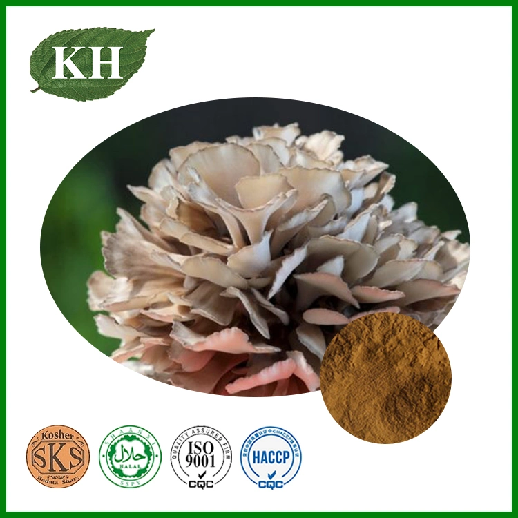 Extrato de Grifola Frondosa Extrato de Cogumelo Maitake Polissacarídeos