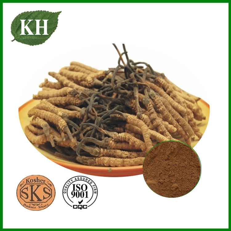 Extrato de Cordyceps 20%, 30% Polissacarídeos por UV