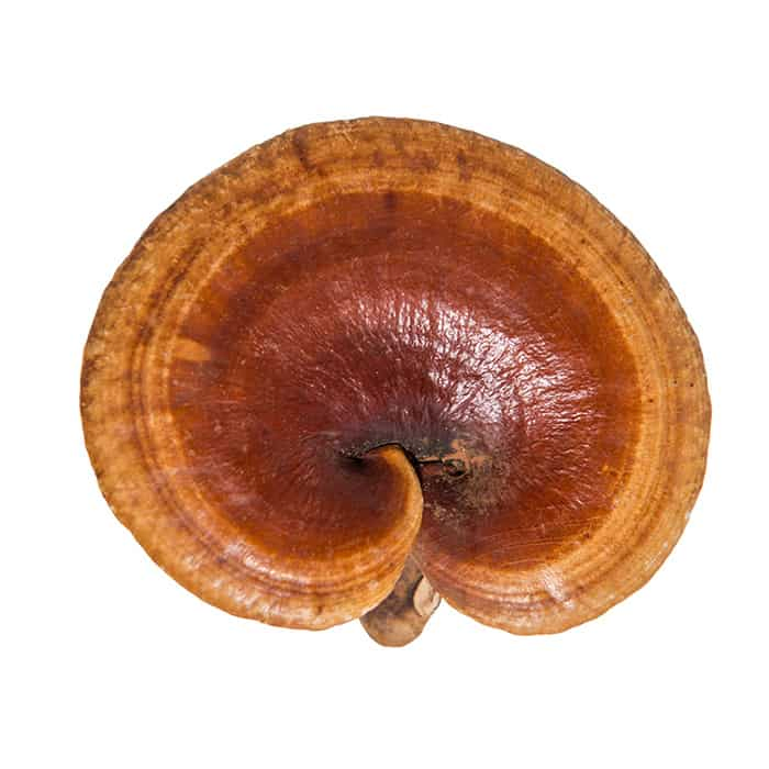 Extrato de Cogumelo Reishi para Antitumor usado em Suplemento Diário