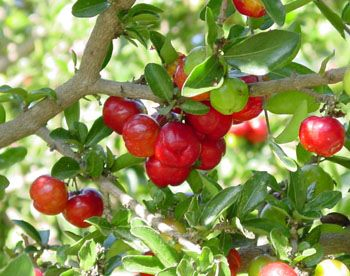 Extrato de Acerola Natural Antioxidante Rico em Vitamina C