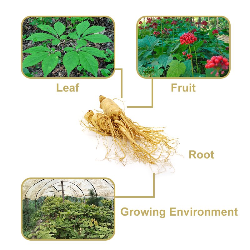 Extrato de Raiz de Panax Ginseng Ginsenosídeos de Marca Própria 20% HPLC Fabricação sob Contrato OEM ODM