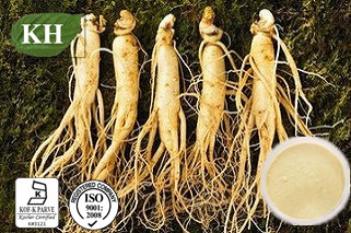 Extrato de Panax Ginseng Livre de Pesticidas Ginsenosídeos