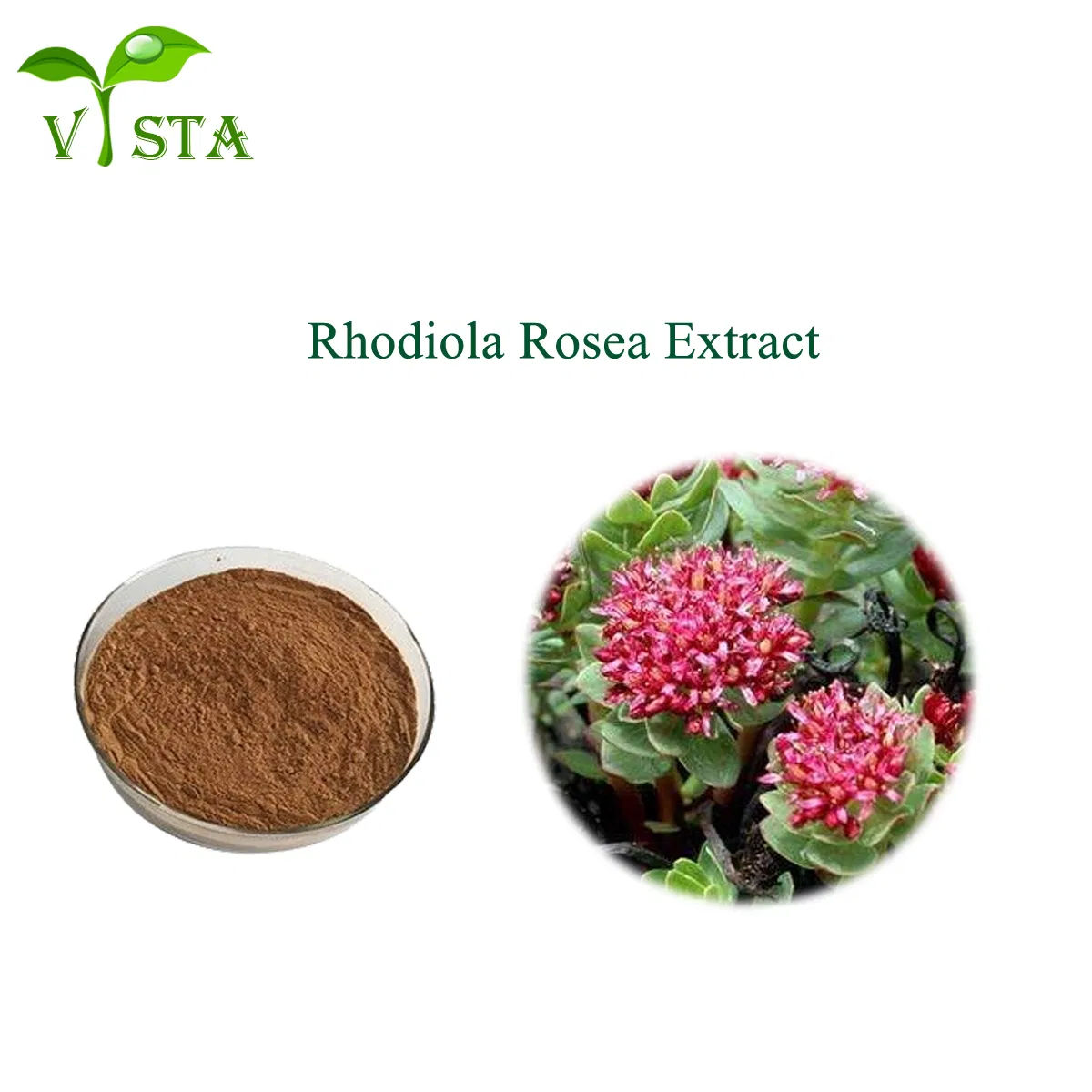 Ingredientes Cosméticos de Alta Qualidade Pó de Rosavina Salidrosídeo Extrato de Rhodiola Rosea