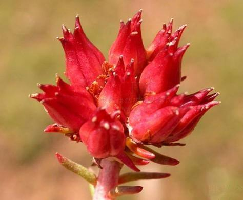 100% Ingredientes Naturais Extrato de Rhodiola Rosea 3% Rosavinas/ Salidrosídeo para Cosméticos