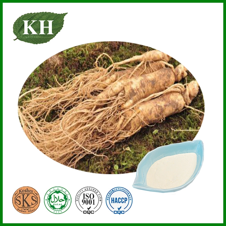 Extrato de Panax Ginseng Livre de Pesticidas Ginsenosídeos