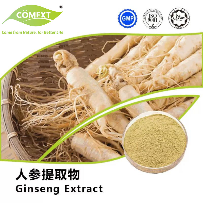 Fornecimento de Fábrica Comext Extrato de Ginseng Panax 80% Ginsenosídeos com Alta Qualidade