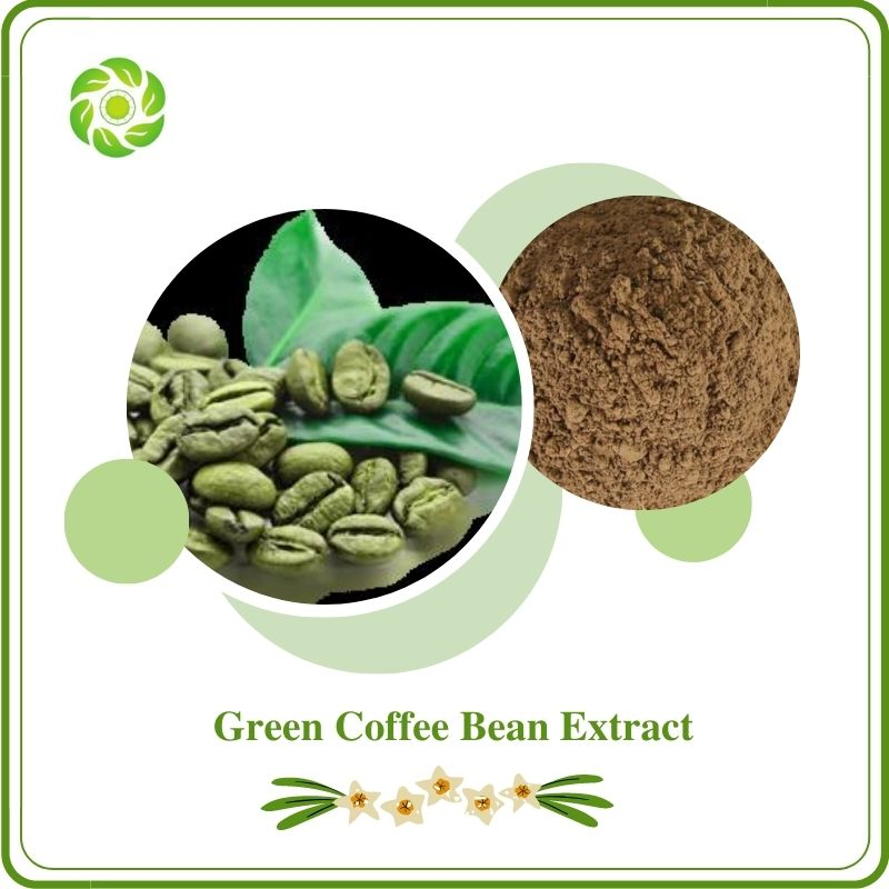 Biotecnologia do Bem-Estar Mundial 15%-50% Ácidos Clorogênicos Extrato de Grão de Café Verde