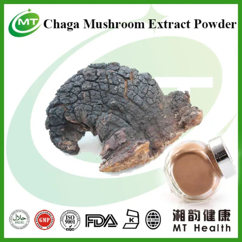 Extrato de Cogumelo Chaga Inonotus Obliquus Preço em Bulk Pó de Chaga Puro