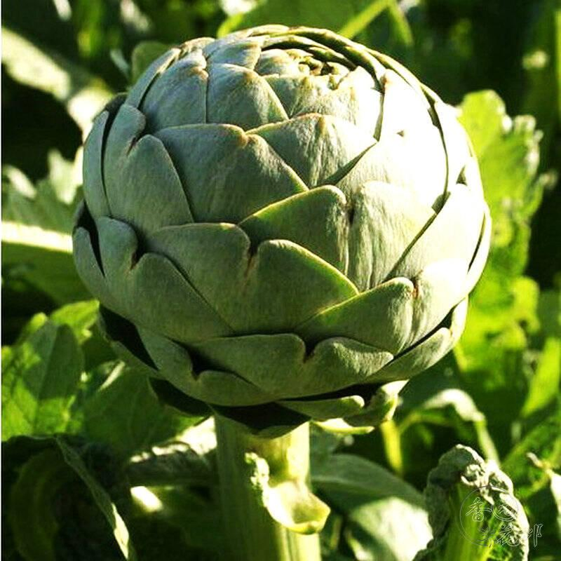 Biotecnologia de Bem-Estar Mundial Certificada ISO e FDA Alcachofra, Alcachofra de Jardim, Alcachofra Francesa, Cynarin1%-5% Pó de Extrato de Alcachofra