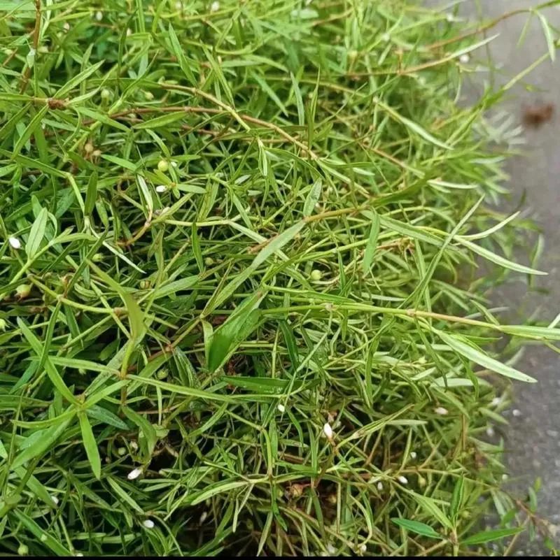 Bebida Hedyotis diffusa