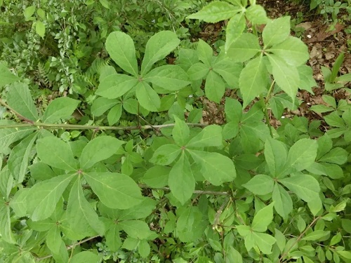 Extrato de Ginseng Siberiano 0.8% Eleuterósidos B+E Pó de Extrato de Raiz de Eleuthero Premium