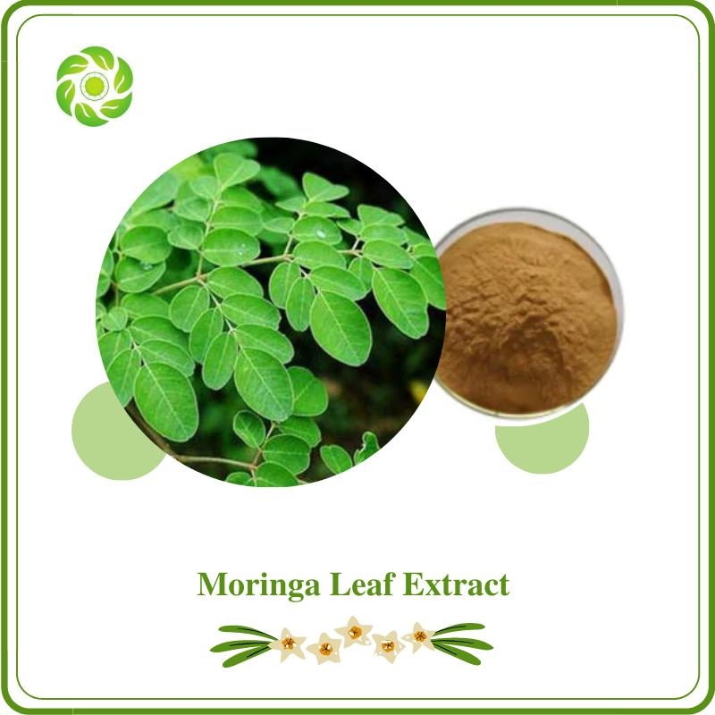 Extrato de planta de bem-estar mundial, pó de moringa antioxidante, moringa anti-inflamatória, moringa oleifera, extrato de moringa, moringa antibacteriana, extrato de folha de moringa