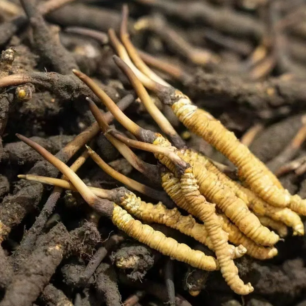 Cápsula de Extrato de Cogumelo Cordyceps Premium Suplemento de Saúde para Aumento da Imunidade