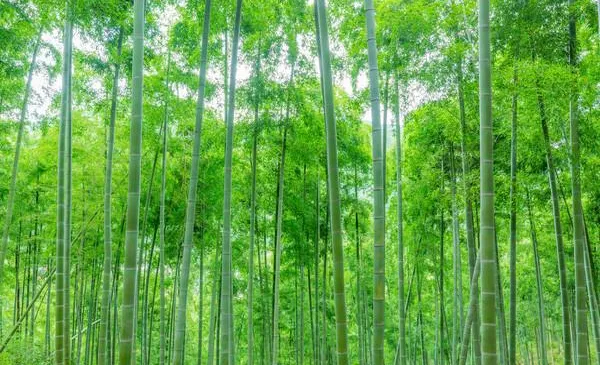 Não é fácil deteriorar a sílica de haste foliar orgânica da amostra livre Extrato de bambu em pó
