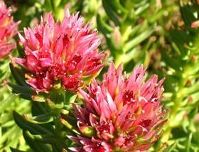 100% Ingredientes Naturais Extrato de Rhodiola Rosea 3% Rosavinas/ Salidrosídeo para Cosméticos