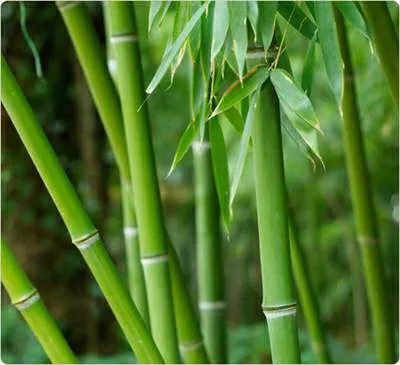 Pó de Extrato Orgânico de Folha de Bambu
