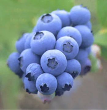 Extrato de Planta Natural Extrato de Mirtilo 10%~25% Antocianidinas (UV-VIS) Antioxidante