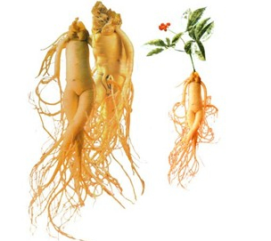 Pó de Extrato de Panax Ginseng de Alta Pureza 5% 80% Ginsenosídeos para Alimentos Bebidas Cosméticos